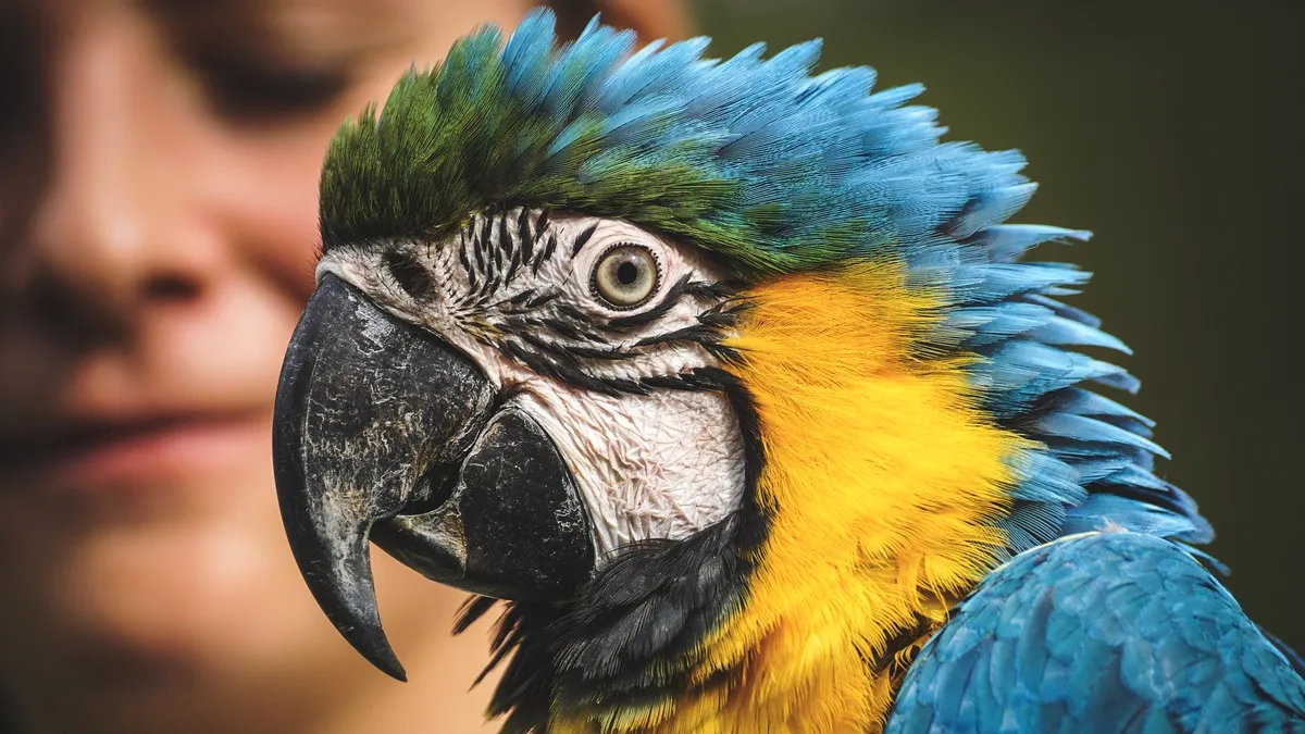 Pedeapsă la grădina zoologică pentru cinci papagali care înjurau turiștii