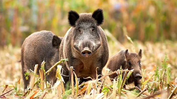Carne albastru neon la porcii sălbatici. Autoritățile avertizează: pericol pentru oameni