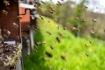 Apicultura românească, între criză și reziliență: pierderi masive, concurență internațională și eforturi pentru supraviețuire