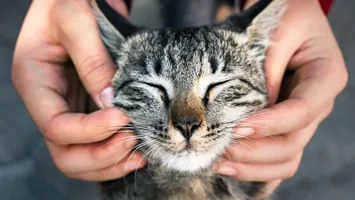 Pisicile s-au domesticit singure, după ce au trăit în simbioză cu oamenii timp de mii de ani