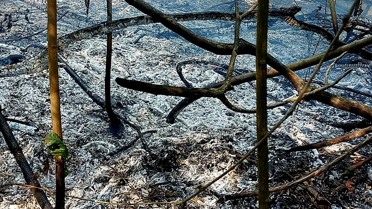 Mobilizare a pompierilor din trei județe, la un incendiu de pădure, în Giurgiu