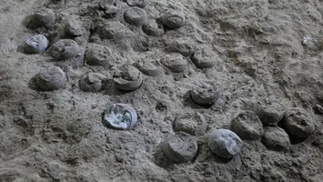 Descoperire spectaculoasă în China: 28 de ouă de dinozaur, vechi de 86 de milioane de ani