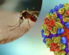 China, în alertă: Un virus misterios transmis de țânțari se răspândește rapid. Măsuri de urgență în stil COVID-19