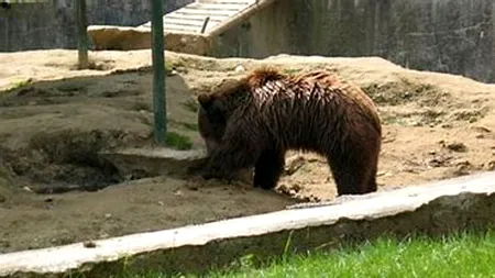 Încă un urs a venit să se plimbe prin Ploiești