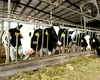 Alertă sanitară la Gorj. Zece bovine depistate cu boala limbii albastre