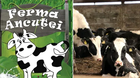 Ferma Ancuței - Văcuțele de lapte, atracția Farm-Park-ului de la Moara Vlăsiei