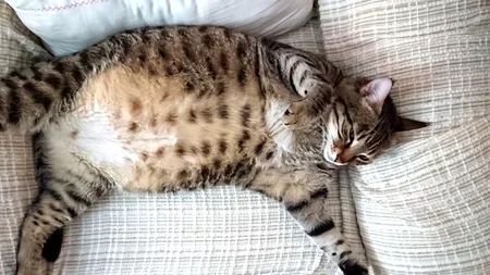 Ozempic pentru pisici: știința decide că motanul tău prea rotunjor are nevoie de… un implant