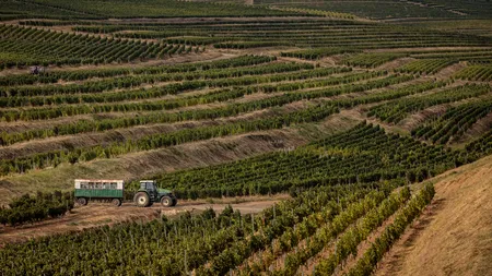 Producție bună de vin, în acest an. Recoltatul strugurilor, întârziat de vremea capricioasă