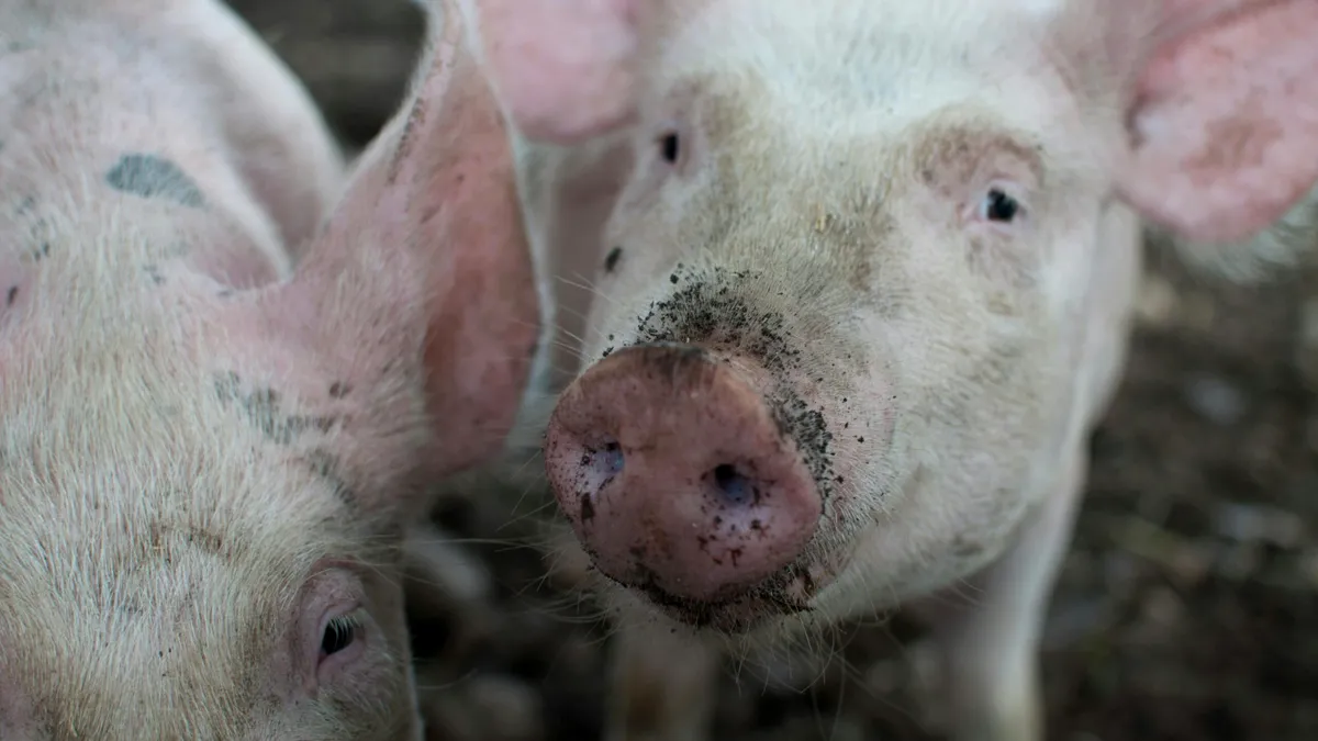Investiţie de 2,4 milioane de euro, într-o fermă de porci. Ce producţie anuală se preconizează (VIDEO)