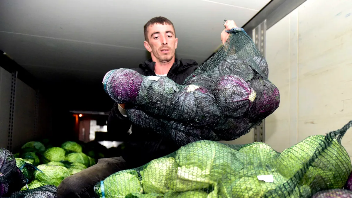 Metro cumpără varză de la producătorii locali prin intermediul Casei de Comerţ Agroalimentar Unirea