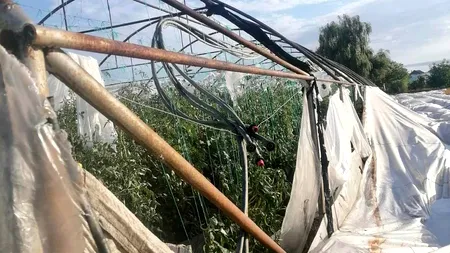 Dezastru în Olt: Vijeliile au pus la pământ solariile legumicultorilor din Strejești (FOTO)