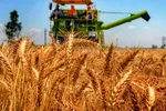 România încheie anul comercial pe primul loc în UE la exportul de grâu, orz și porumb