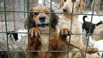 Afacerea câinilor fără stăpân de la Suraia-Vrancea a fost supervizată de conducerea… Direcției Sanitar Veterinară și pentru Siguranța Alimentelor Vrancea