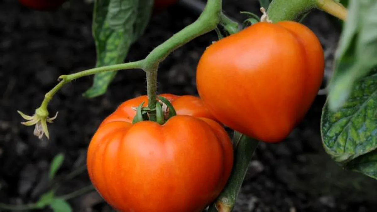 Tomata 2022: Subvenție pentru tomata timpurie, dar și pentru alte legume cultivate în ciclul doi de producție