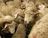 România va relua exporturile de carne şi animale vii către Turcia