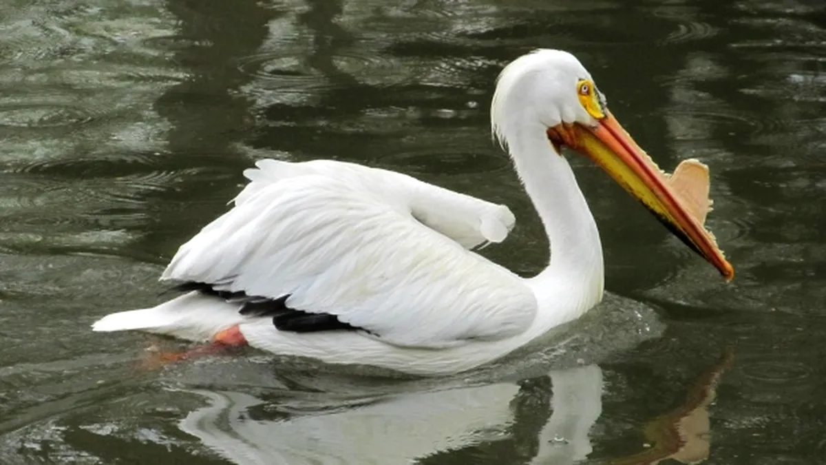 DELTA SĂLBATICĂ/ Pelicanul - simbol al Deltei Dunării