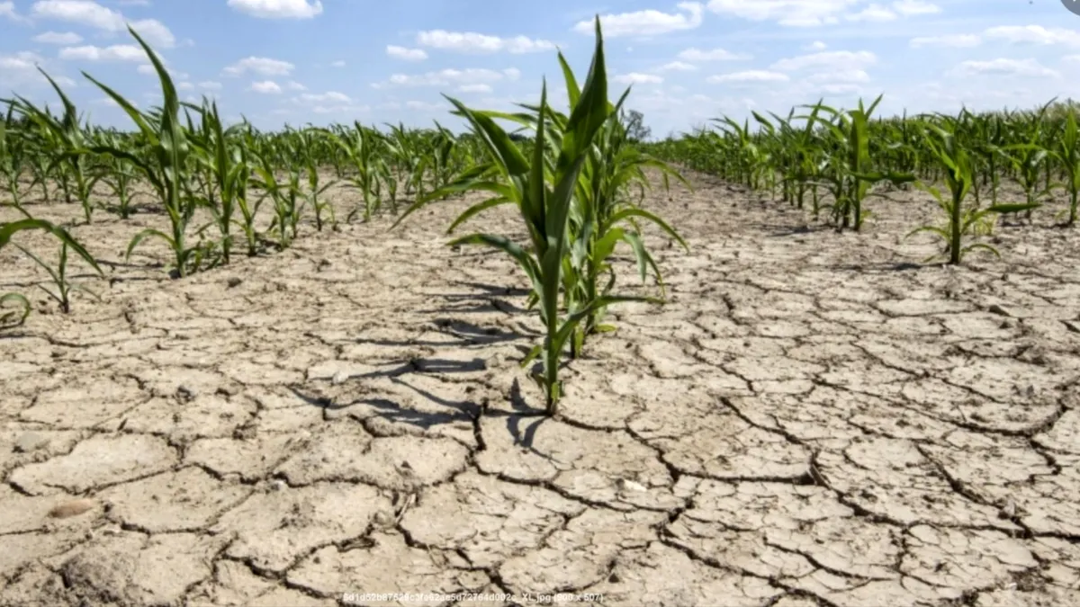 Ministerul Agriculturii: Seceta a afectat 231.704 hectare în 28 judeţe