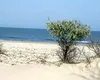 ARBDD: plajele sălbatice ale Deltei Dunării ar putea fi monitorizate video