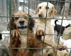 Afacerea câinilor fără stăpân de la Suraia-Vrancea a fost supervizată de conducerea… Direcției Sanitar Veterinară și pentru Siguranța Alimentelor Vrancea