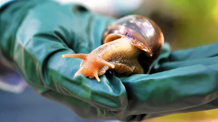 Carantină în Florida după descoperirea unor melci gigant