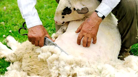 Lâna românească se duce la turci cu 30 bani/kg și se întoarce hanorac cu 800 lei