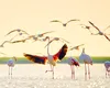 Apariție rară: o colonie de flamingo roz a poposit în Delta Dunării