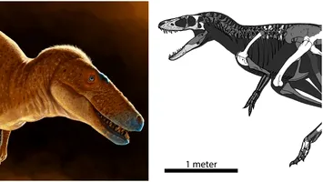 Faceți cunoștință cu „Prințul Dragon”, nou-descoperitul văr al lui T. Rex, care cutreiera Mongolia în urmă cu 86 de milioane de ani