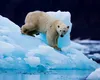 Urșii polari din Groenlanda își rescriu ADN-ul pentru a supraviețui încălzirii globale