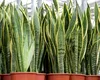 Plantele care te ajuta să dormi mai bine. Se găsesc foarte ușor și le poți pune în dormitor