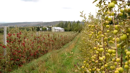 Scandalul de la Agrocom Strunga se lasă cu închisoare