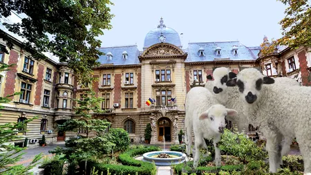 <strong>Vești bune pentru crescătorii de animale: Marocul vrea să importe ovine din România</strong>