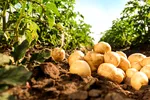 Guvernul sprijină cartoful românesc. Friptura rămâne, deocamdată, în programul de guvernare