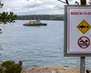 Australia, atacată de rechini: patru oameni răniți în 2 zile. Piscina devine o alternativă