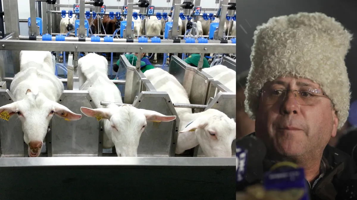 Fermierul Dănuț Andruș din Botoșani își scoate la vânzare producția de lapte și animalele din cauza concurenței neloiale