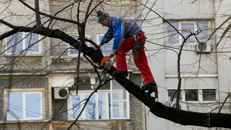 Ce salariu are un arbolog? În Arad „chirurgii copacilor