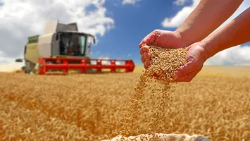 Producție agricolă excepțională: grâul duce recolta din România spre un record istoric