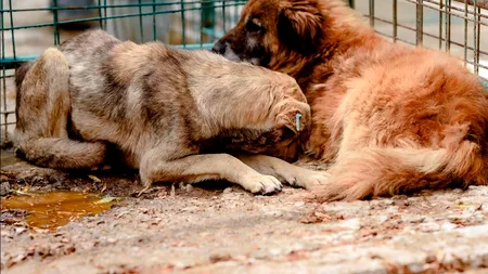 Peste 30 de organizații pentru protecția animalelor cer oprirea urgentă a eutanasierii câinilor din România