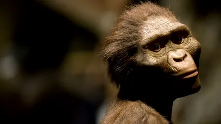 Lucy nu a fost singura: o specie umană și mai primitivă de australopitec a coexistat cu ea