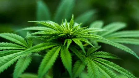 Portugalia, noul „Eldorado” al canabisului medicinal în Europa