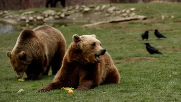 Alertă maximă în Brașov: 17 urși terorizează locuitorii, iar Primăria vrea să-i împuște