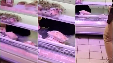 O pisică neagră a mâncat puiul dintr-o vitrină frigorifică a unui magazin (VIDEO)