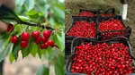Criza loveşte şi în preţurile pentru cireşe. Cât costă un kilogram