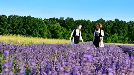 Reglementare europeană: Se dorește clasificarea lavandei drept plantă periculoasă. Mici afaceri și branduri celebre ar putea avea de suferit