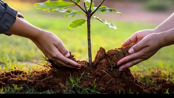 Arborele care se plantează în iunie și aduce liniște, noroc și sănătate. Nu trebuie să lipsească din nicio curte
