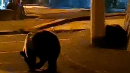 Un nou mesaj RO-Alert care anunță prezența unui urs în Ploiești! Nu se știe dacă e același de ieri sau sunt doi