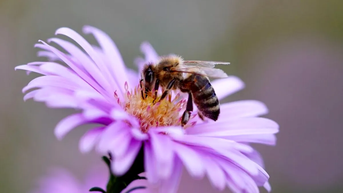 Ce este păstura de albine și ce beneficii are pentru sănătate