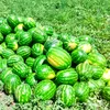 Au ieșit pe piață pepenii de Dăbuleni! Cât costă un kilogram la tarabă sau direct din bostan