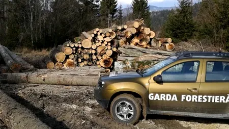 Angajat al Gărzii Forestiere Suceava, reținut pentru afaceri ilegale cu lemne