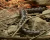 Salvamont avertizează: încă un animal periculos poate ataca turiștii