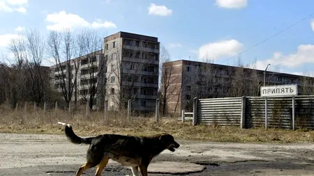 „Schema Cernobîl”: zona de excludere a devenit o mină de aur!